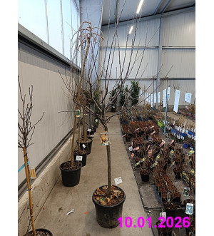 Malus domestica C 35 L